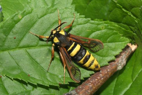 Sesia apiformis